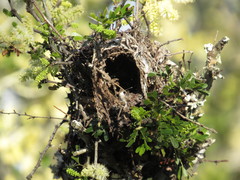 Auriparus flaviceps