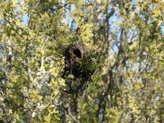 Auriparus flaviceps