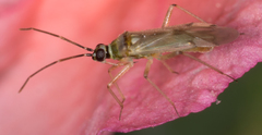 Engytatus modestus
