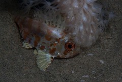 Priacanthidae
