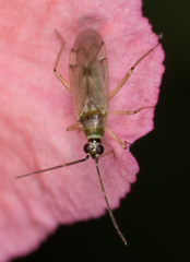 Engytatus modestus
