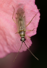 Engytatus modestus