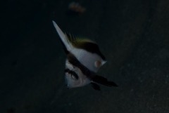 Heniochus acuminatus