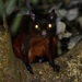 Taiwan Giant Flying Squirrel - Photo (c) 謝忠良, some rights reserved (CC BY-NC), uploaded by 謝忠良