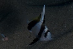 Heniochus acuminatus