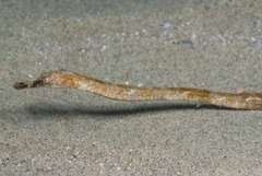 Syngnathinae