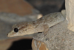 Tarentola delalandii
