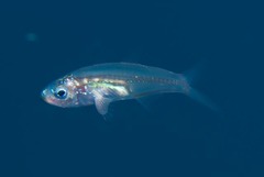 Psenes