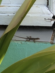 Anolis schwartzi