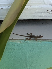 Anolis schwartzi