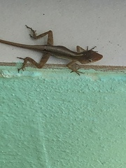 Anolis schwartzi