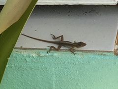 Anolis schwartzi