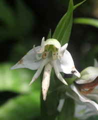 Habenaria foliosa