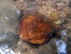 Cyclonaias tuberculata