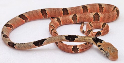 Blandings Tree Snake
