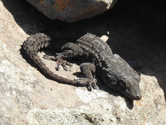 Tarentola delalandii
