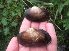 Strophitus undulatus