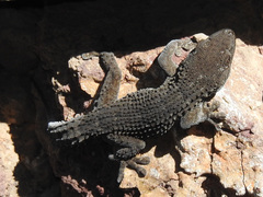 Tarentola delalandii