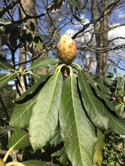 Rhododendron macabeanum