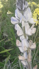 Lupinus pilosus