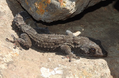 Tarentola delalandii