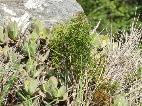 Image of Asparagus rigidus by (c) katuchka, some rights reserved (CC BY)