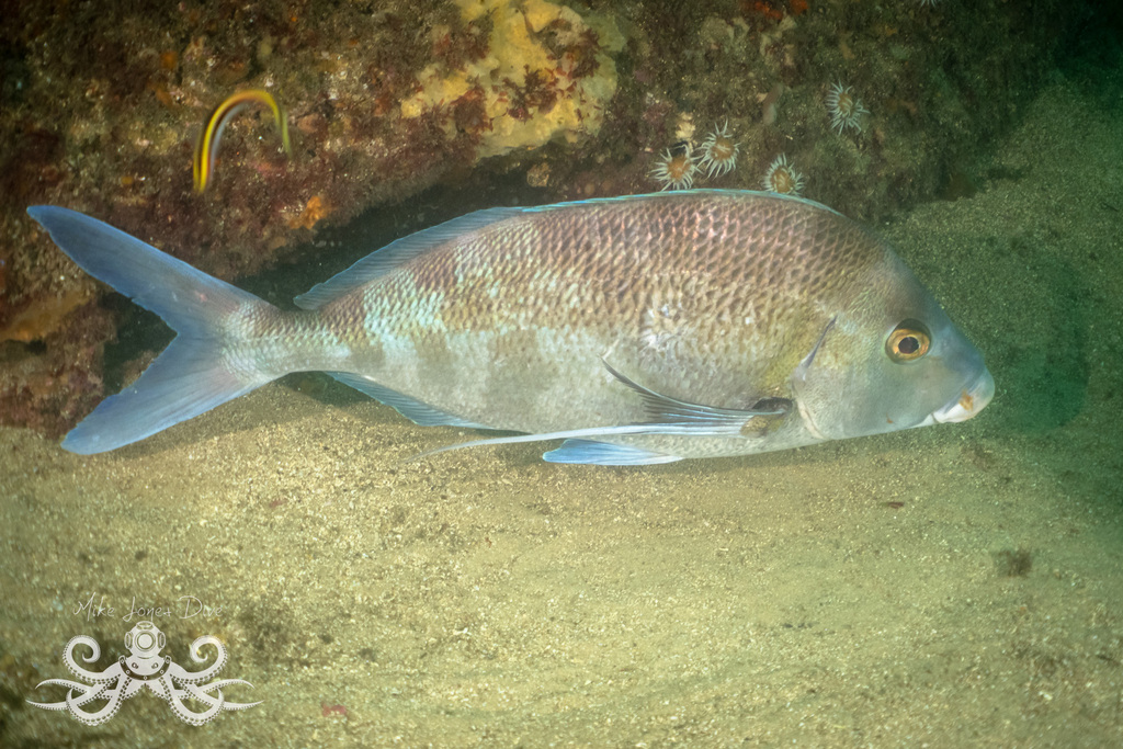 Morwong