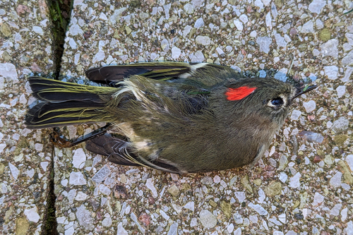 Ruby-crowned Kinglet photographed in Connecticut