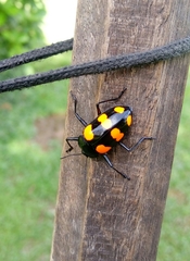 Scaphidomorphus bosci