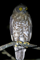 Ninox scutulata