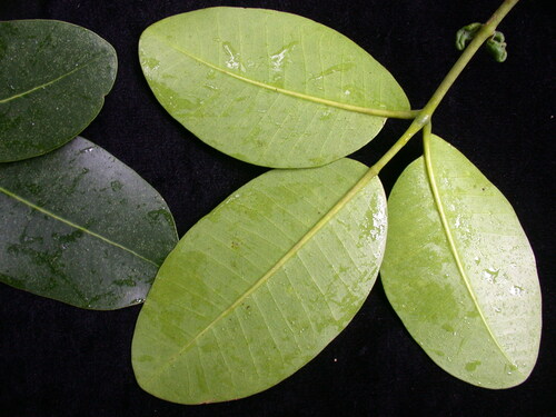 Zanthoxylum dipetalum
