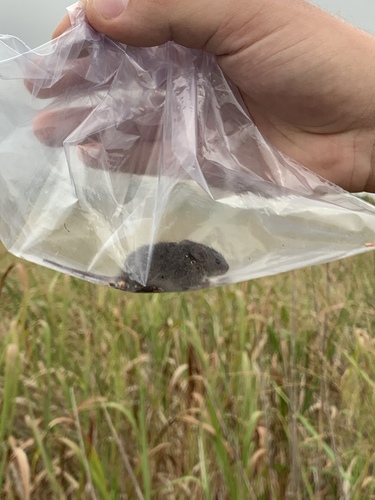 Northern Pygmy Mouse