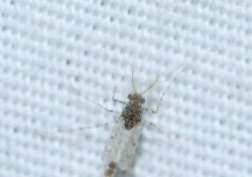 Ablabesmyia cinctipes