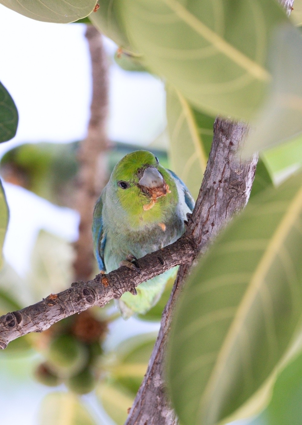 Mexican Parrotlet illustration
