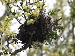 Auriparus flaviceps