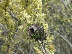Auriparus flaviceps