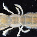 Coastal Mud Shrimp - Photo (c) Smithsonian Environmental Research Center, some rights reserved (CC BY)