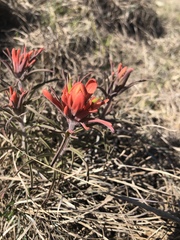 Castilleja lindheimeri