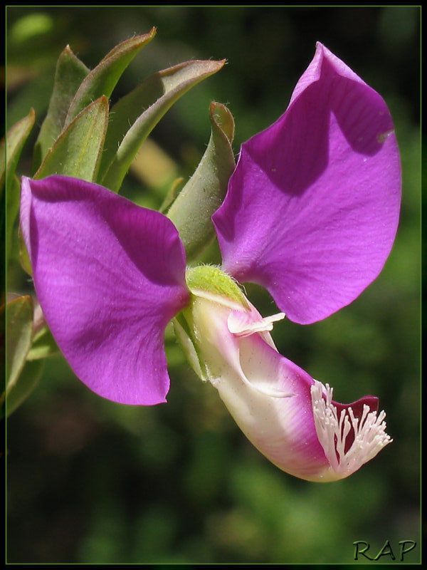 Polygala