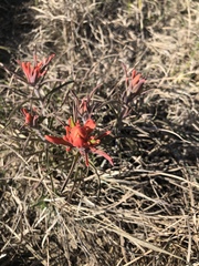 Castilleja lindheimeri