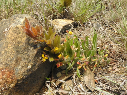 Angular Snoutbean (Rhynchosia angulosa)