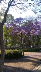 Jacaranda mimosifolia