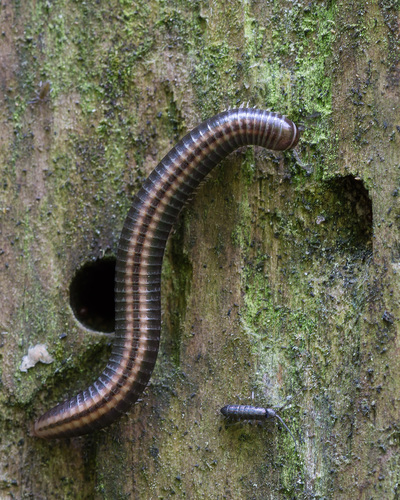 Striped Millipede, photo 7 of 7