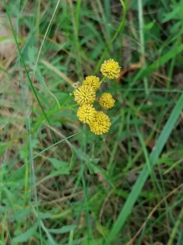 Tanacetum vulgare