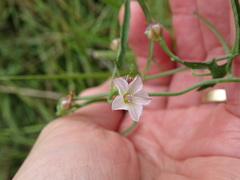 Convolvulus sagittatus