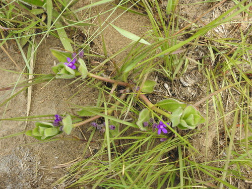 Raphionacme hirsuta