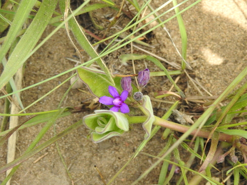 Raphionacme hirsuta