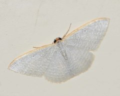 Poecilasthena oceanias