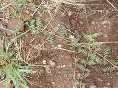 Convolvulus sagittatus