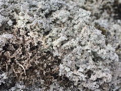 Stereocaulon sterile